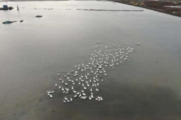 候鳥在水面上棲息