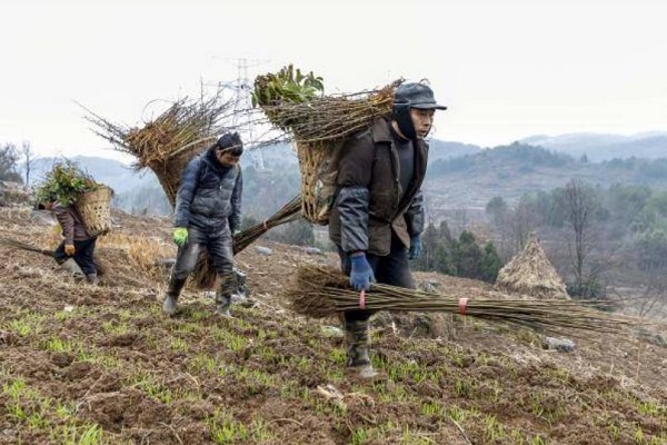 村民在贵州省毕节市黔西县甘棠镇仲那村背运苗木上山