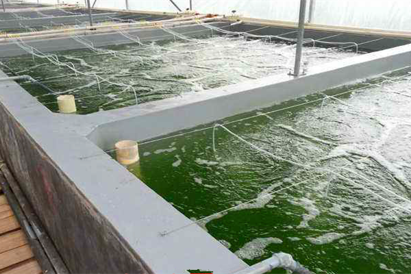 安徽感光材料廠循環水系統分散緩蝕劑L-403