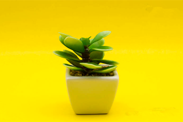塑料制作的植物